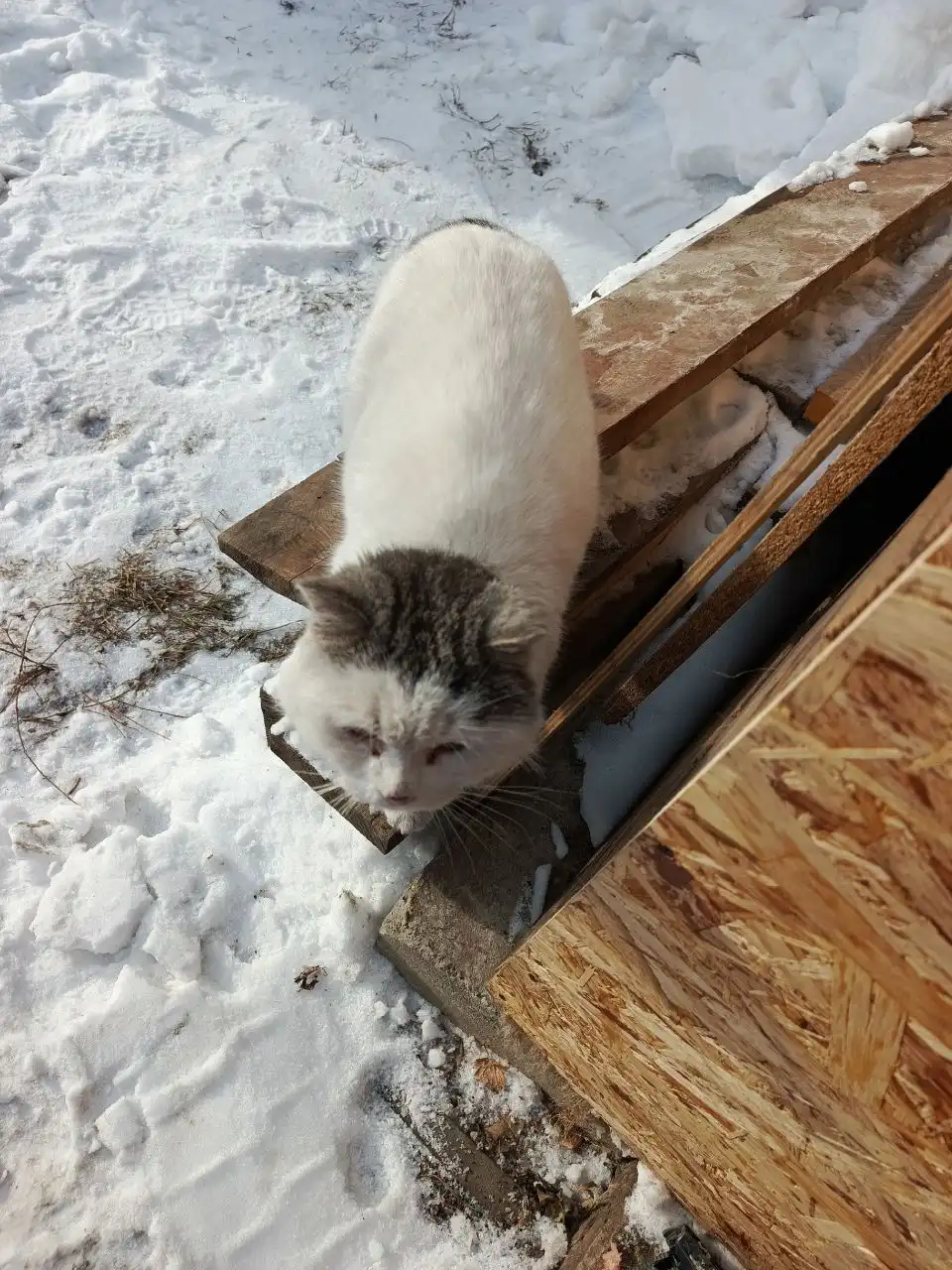 Потерявшийся кот в Хомутово - Потерянные животные (Животные) в Хомутово