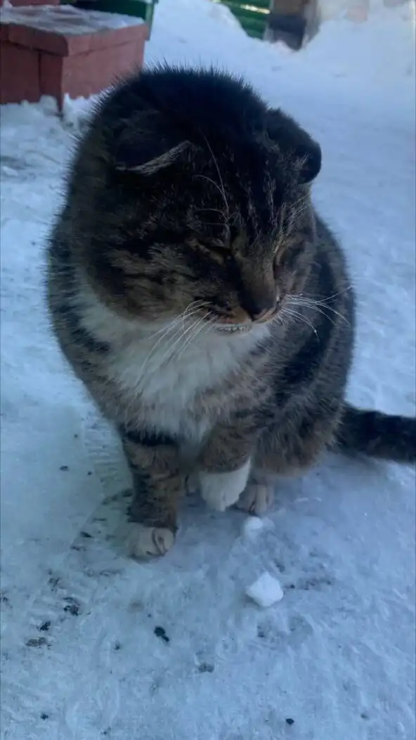 Срочно нужна передержка для пожилого кота с улицы в Иркутске - Животные в Иркутск