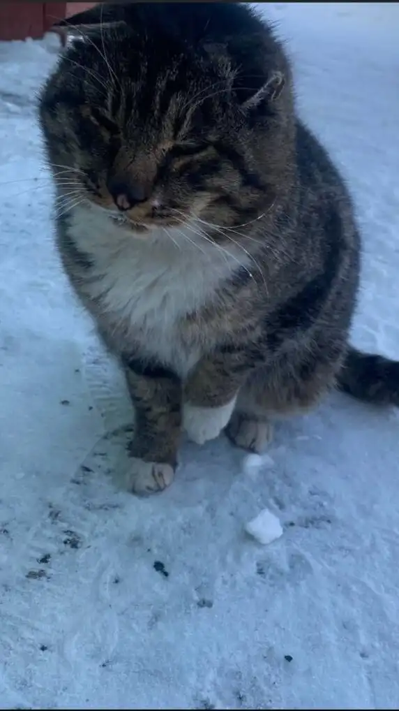 Срочно нужна передержка для пожилого кота с улицы в Иркутске - Животные в Иркутск