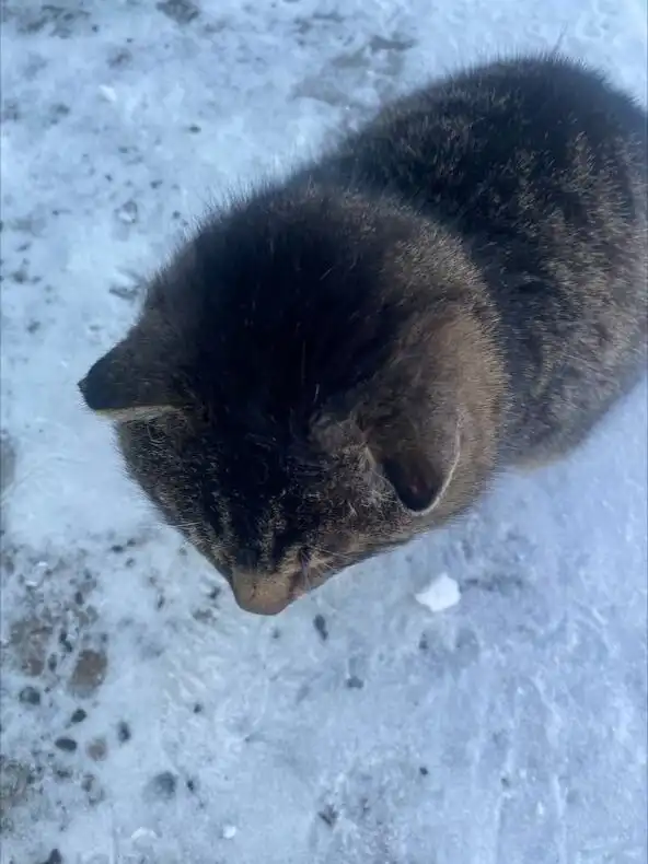 Срочно нужна передержка для пожилого кота с улицы в Иркутске - Животные в Иркутск