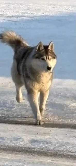 Найден потерянный питомец в Ангарске - Животные в Ангарск