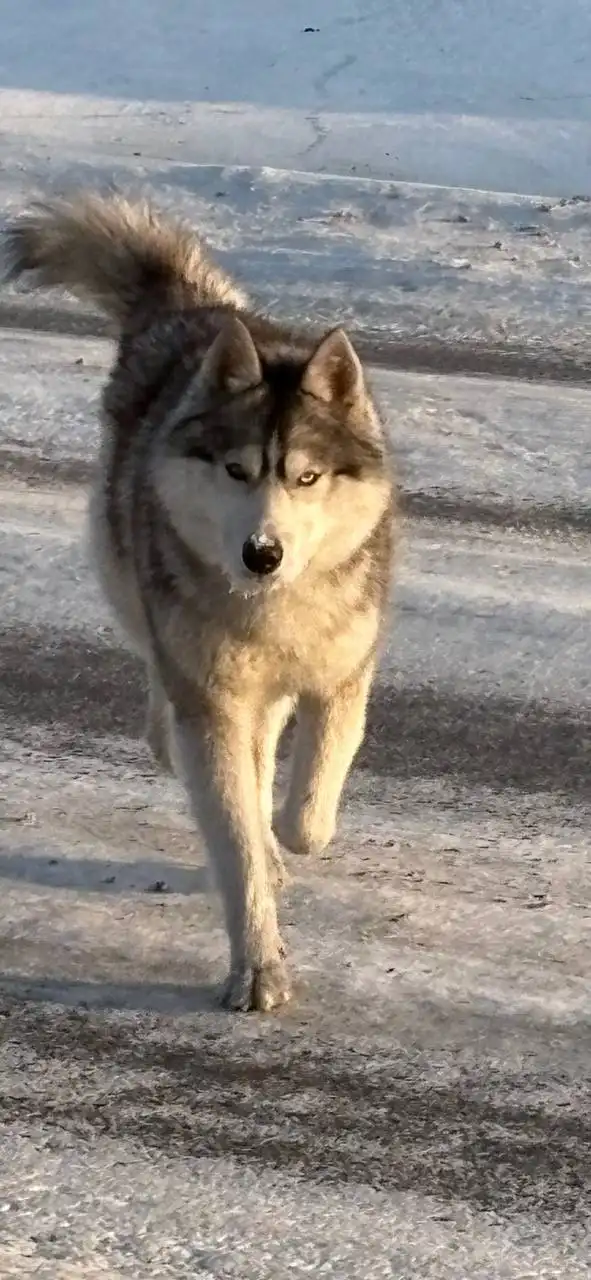Найден потерянный питомец в Ангарске - Животные в Ангарск