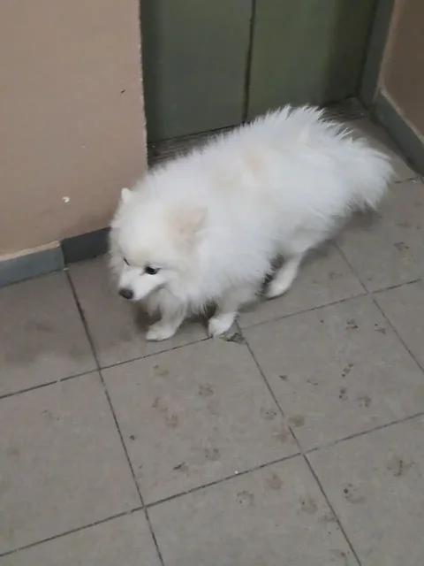 Найдена собака шпиц белый - Собаки в Иркутск