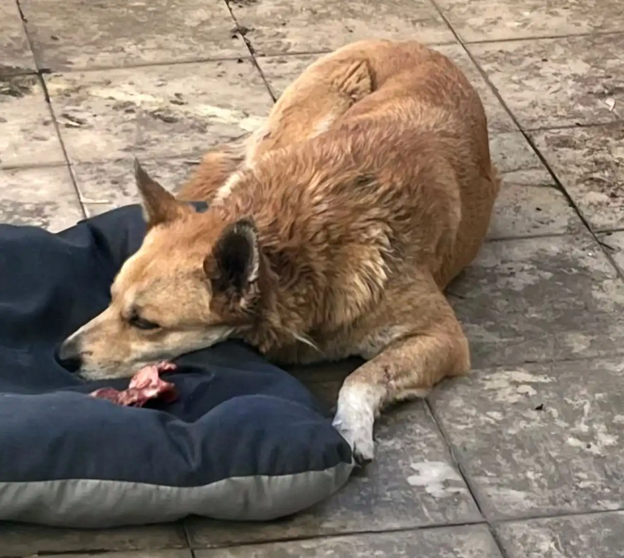 Пропала собака в Иркутске - Собаки (Животные) в Иркутск