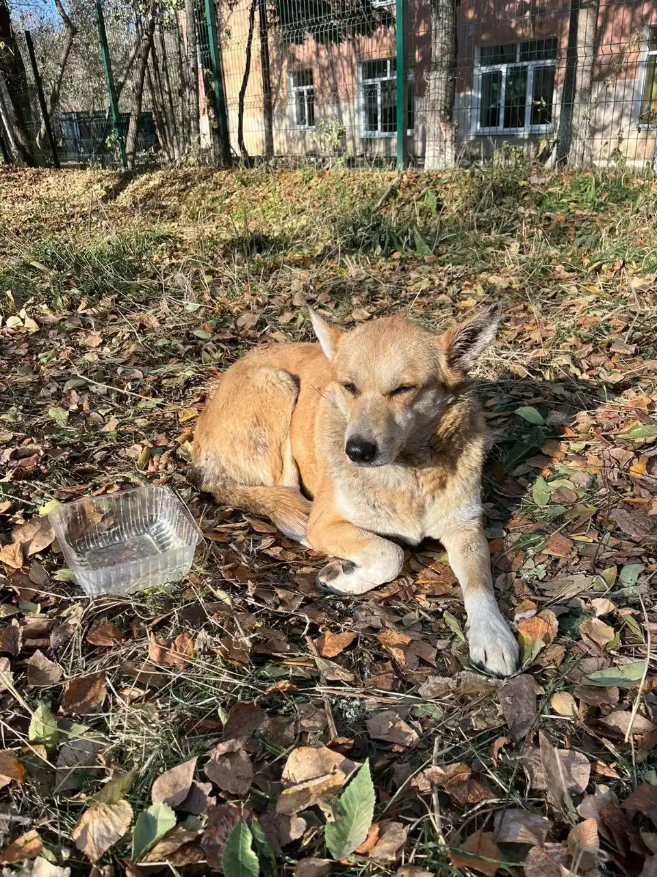 Пропала собака в Иркутске - Собаки (Животные) в Иркутск
