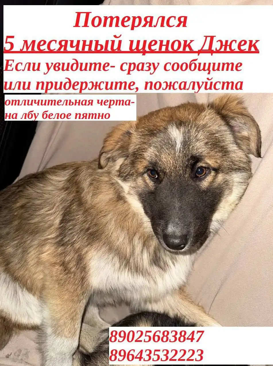 Потеряшка Иркутск Животные - Животные в Ангарск