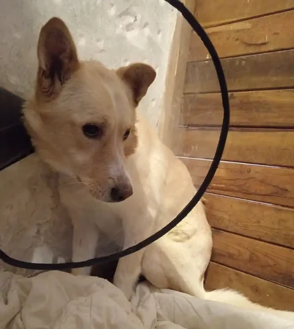 Потерялась собака в Иркутске - Животные в Иркутск