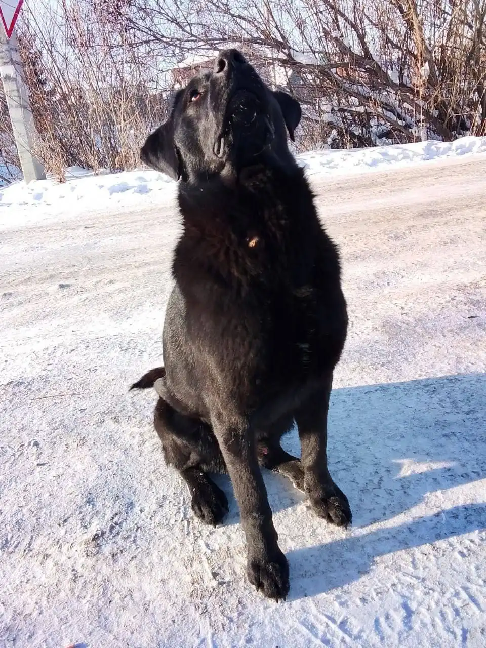 Найден черный лабрадор в Селеванихе - Собаки (Животные) в Иркутск