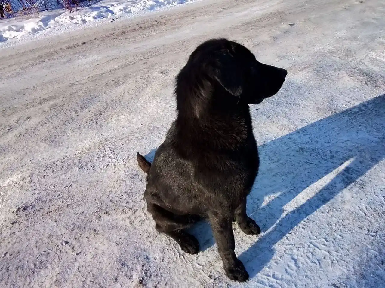 Найден черный лабрадор в Селеванихе - Собаки (Животные) в Иркутск