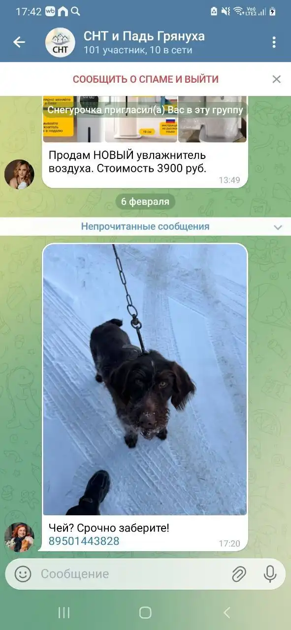 Потеряшка в Пади Грязнуха - Животные в Иркутск