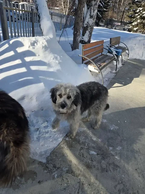 Потерянный щенок в Чистых ключах - Собаки в Иркутск