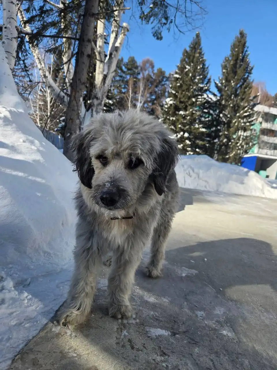 Потерянный щенок в Чистых ключах - Собаки (Животные) в Иркутск
