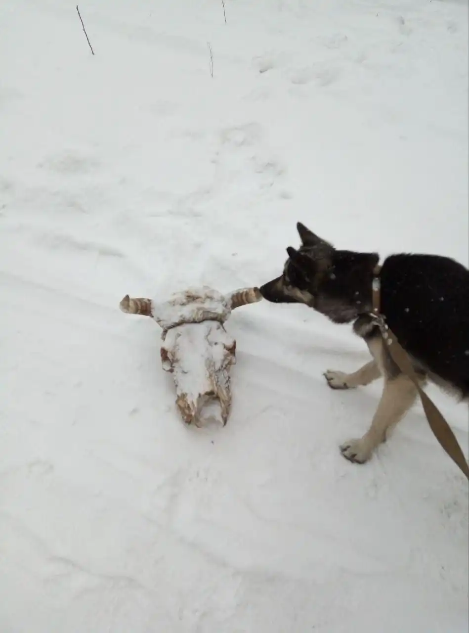 Поиск пропавшей собаки в Ангарске - Потерянные/найденные (Животные) в Ангарск
