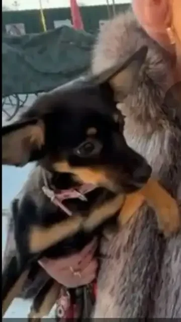 Потерянная собака породы К9 в Иркутске - Собаки в Иркутск