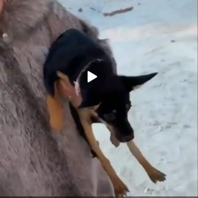 Потерянная собака породы К9 в Иркутске - Собаки (Животные) в Иркутск