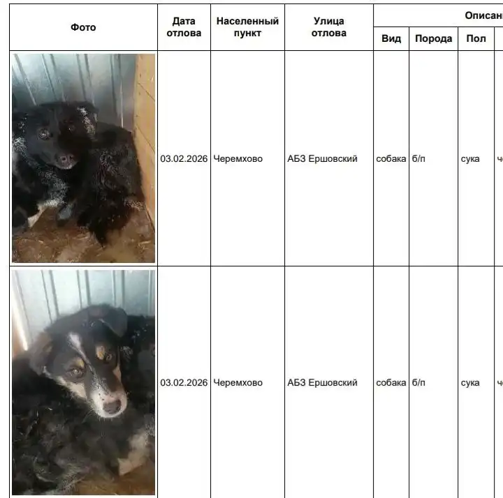 Потерянные собаки в приюте Черемхово - Собаки (Животные) в Черемхово