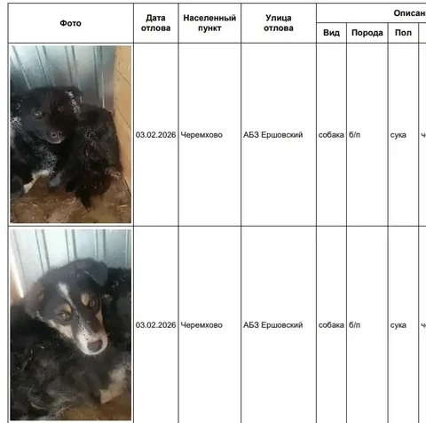 Потерянные собаки в приюте Черемхово - Потерянные животные в Черемхово