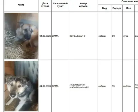 Отловленные собаки в приюте Усолья - частное объявление в Усолье