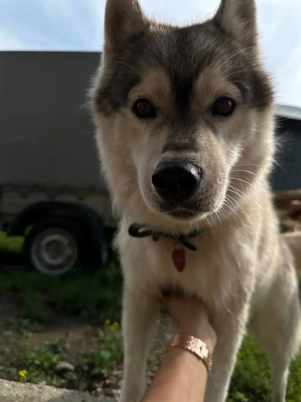 Потерялась собака Хаски Лесси в Иркутске - Собаки (Животные) в Иркутск