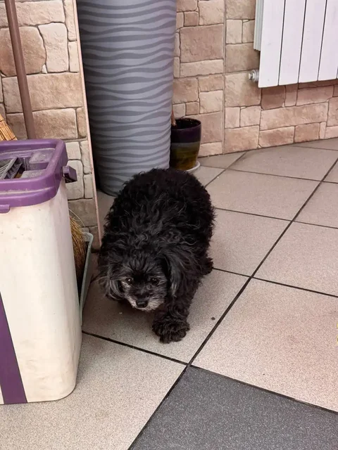 Потерявшаяся собака в Иркутске - Животные в Иркутск