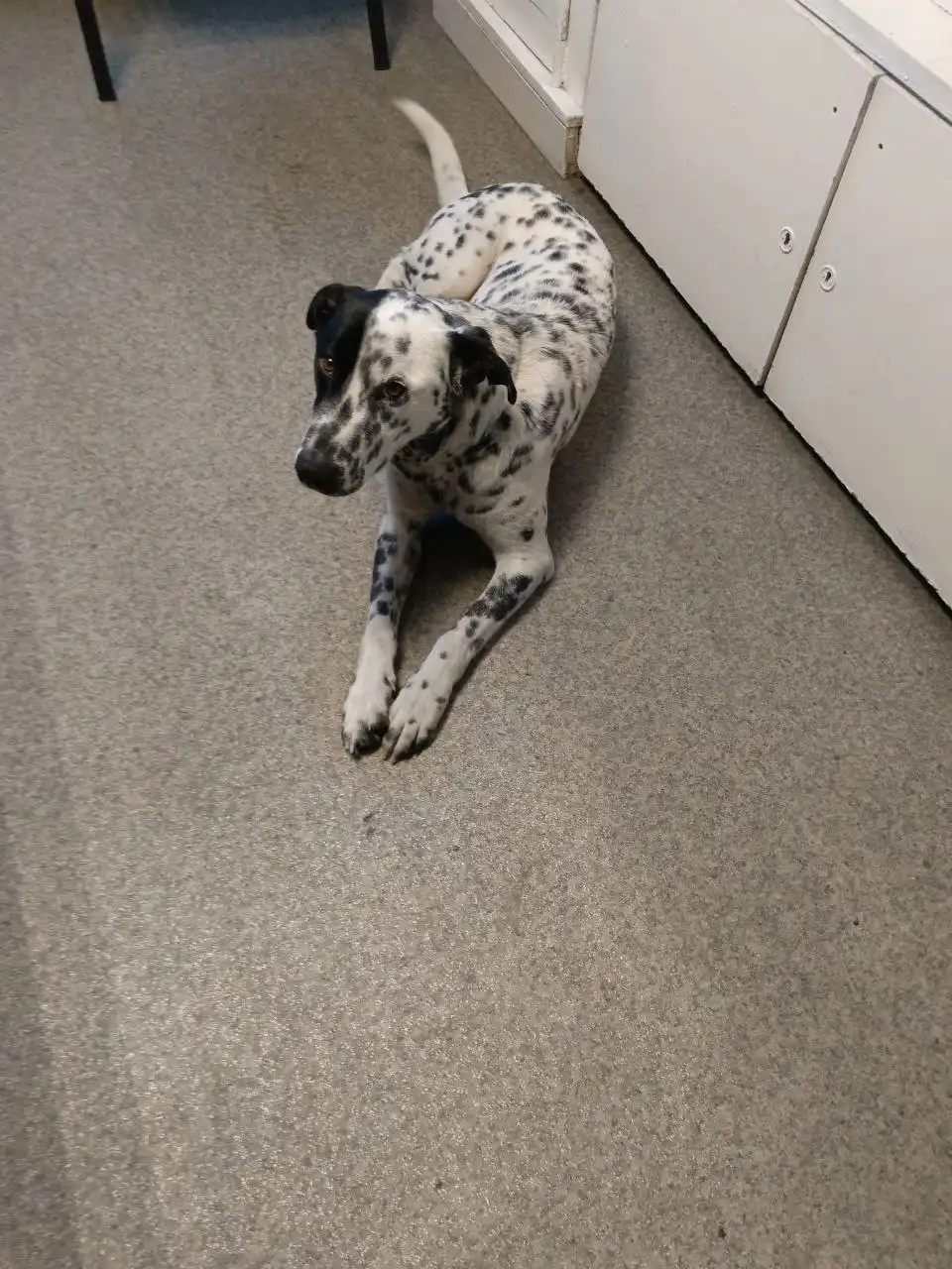 Потеряшка домашняя собака в Иркутске - Животные в Иркутск