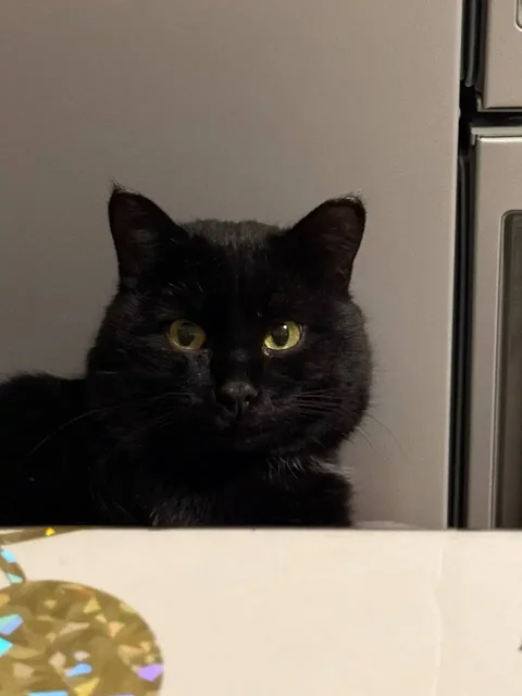 Потерялся кот в Иркутске - Животные в Иркутск