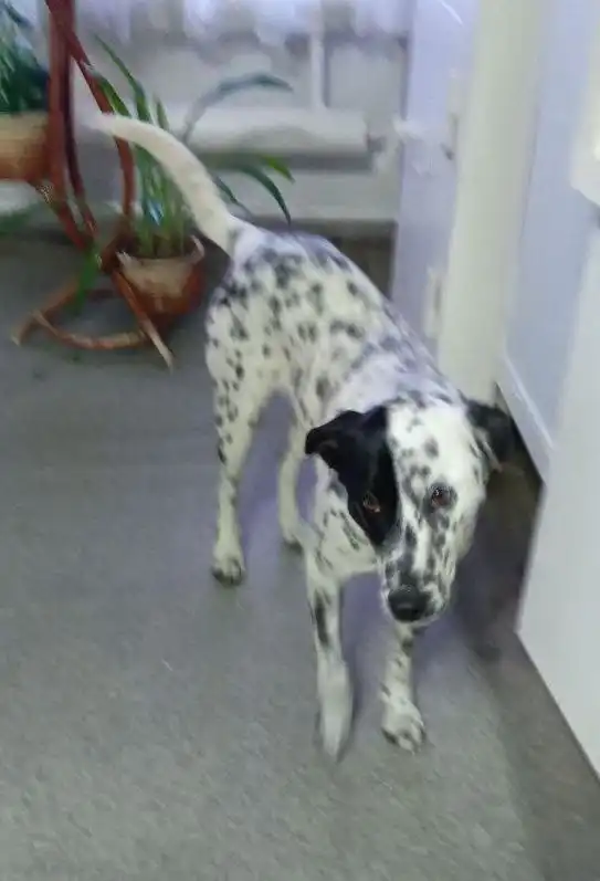 Потерянная собака в Иркутске - Потерянные животные (Животные) в Иркутск