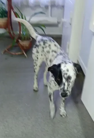 Потерянная собака в Иркутске - Животные в Иркутск