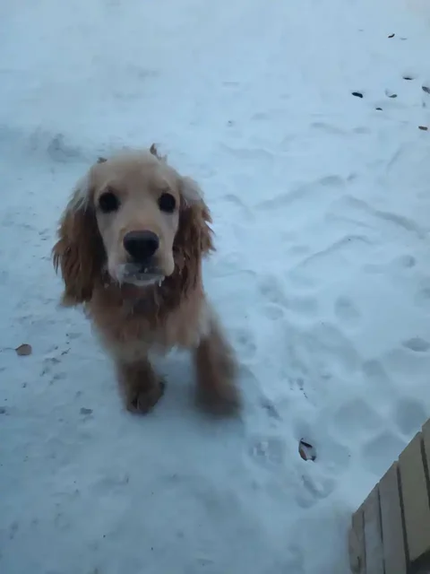 Найдена собака в Иркутске - Животные в Иркутск