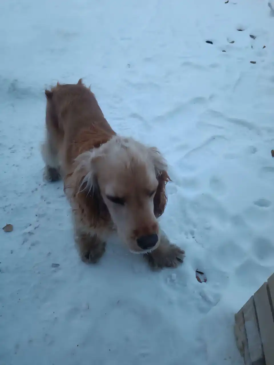 Найдена собака в Иркутске - Потерянные/найденные (Животные) в Иркутск