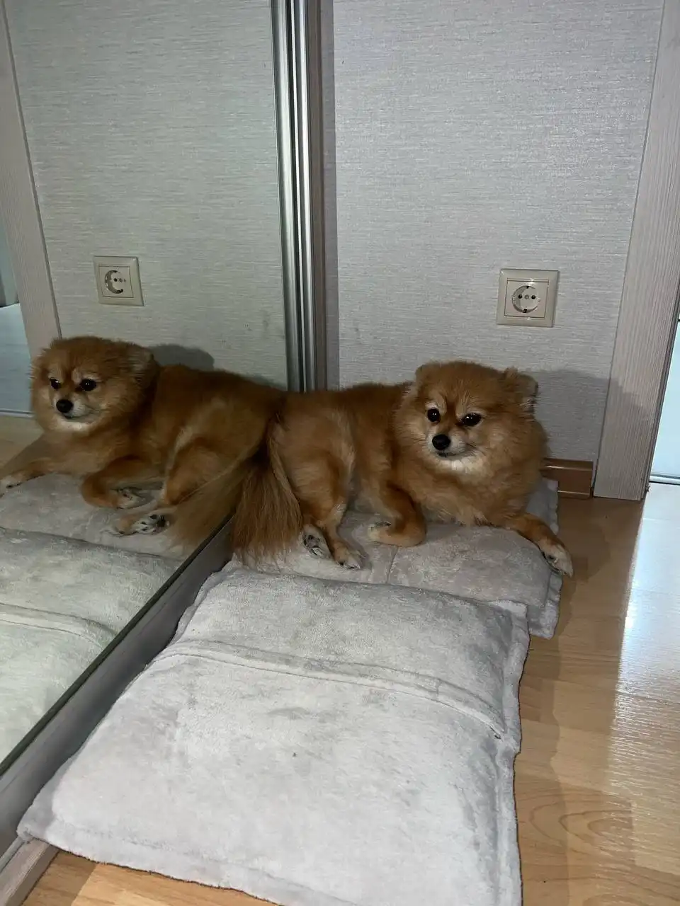 Потерялась собака в районе улицы Карла Либкнехта - Собаки (Животные) в Иркутск