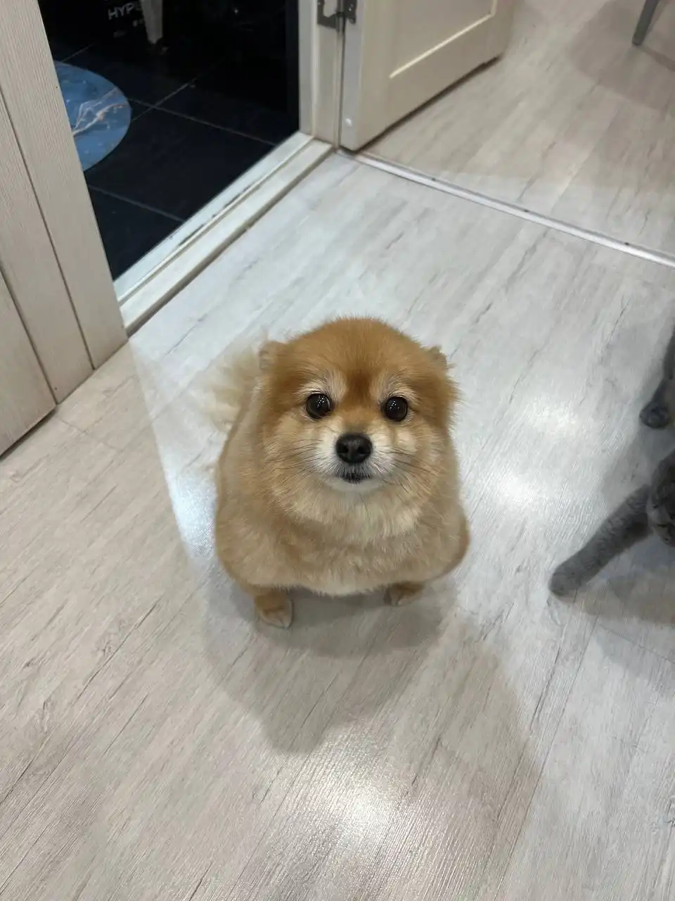 Потерялась собака в районе улицы Карла Либкнехта - Собаки (Животные) в Иркутск