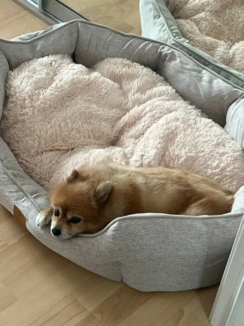 Потерявшаяся собака Белка в Иркутске - Животные в Иркутск