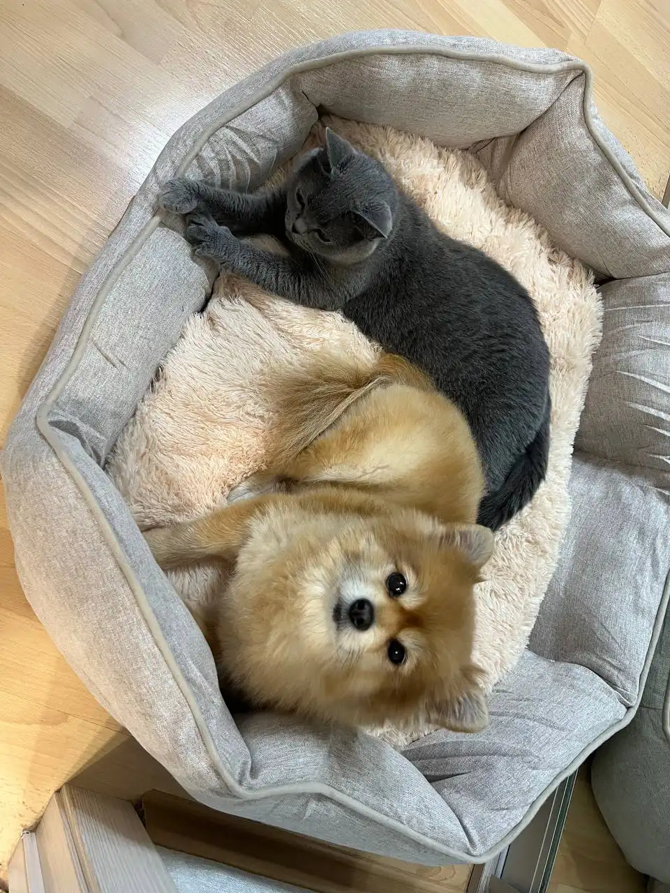 Потерявшаяся собака Белка в Иркутске - Потерянные животные (Животные) в Иркутск