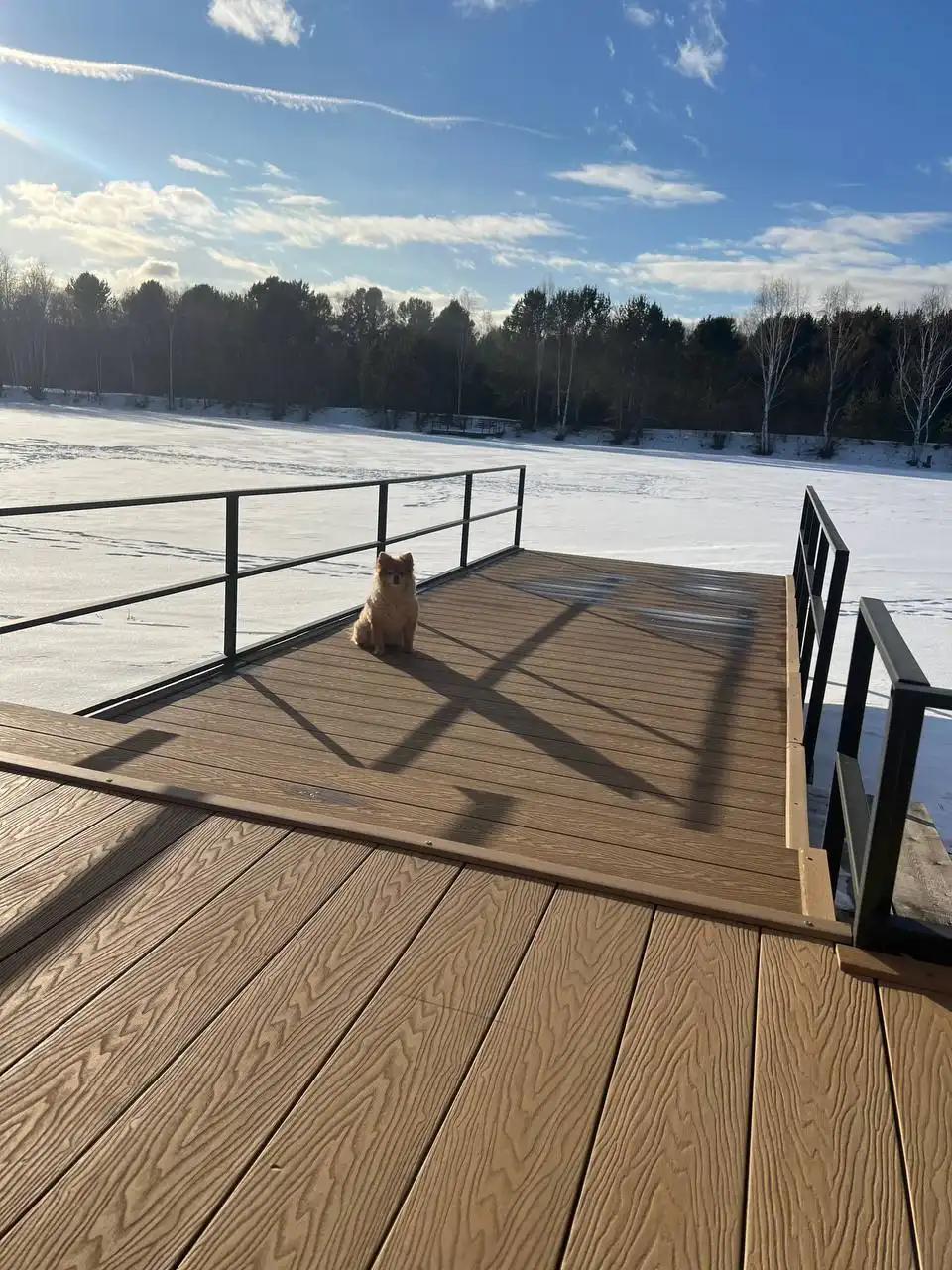 Потерявшаяся собака Белка в Иркутске - Потерянные животные (Животные) в Иркутск