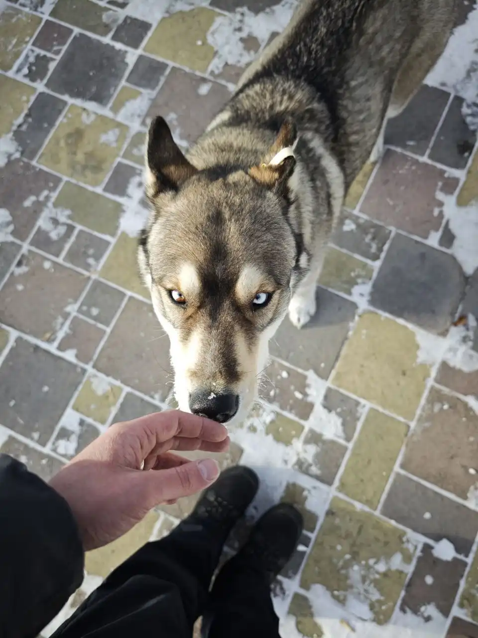 Потерянная собака в Ангарске - Собаки (Животные) в Ангарск