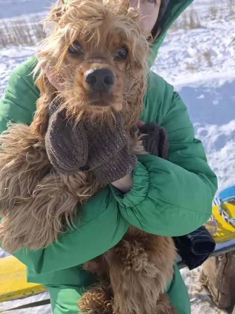 Найдена собака в Ново-Ленино - частное объявление в Ново-Ленино