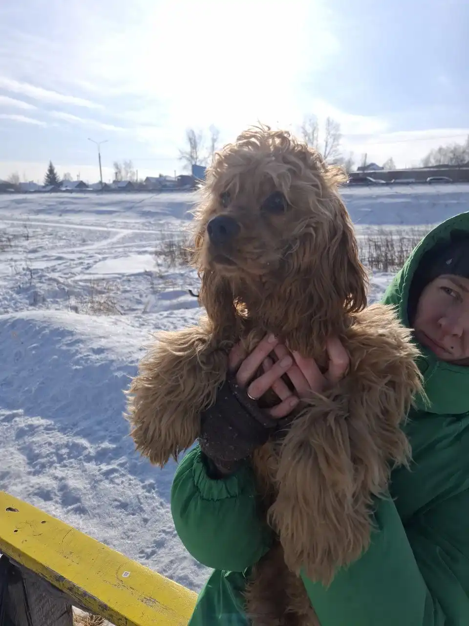 Найдена собака в Ново-Ленино - Собаки (Животные) в Ново-Ленино
