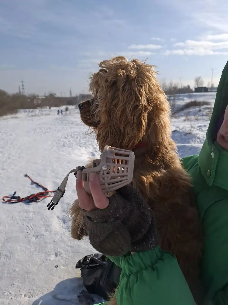 Найдена собака в Ново-Ленино - Собаки (Животные) в Ново-Ленино