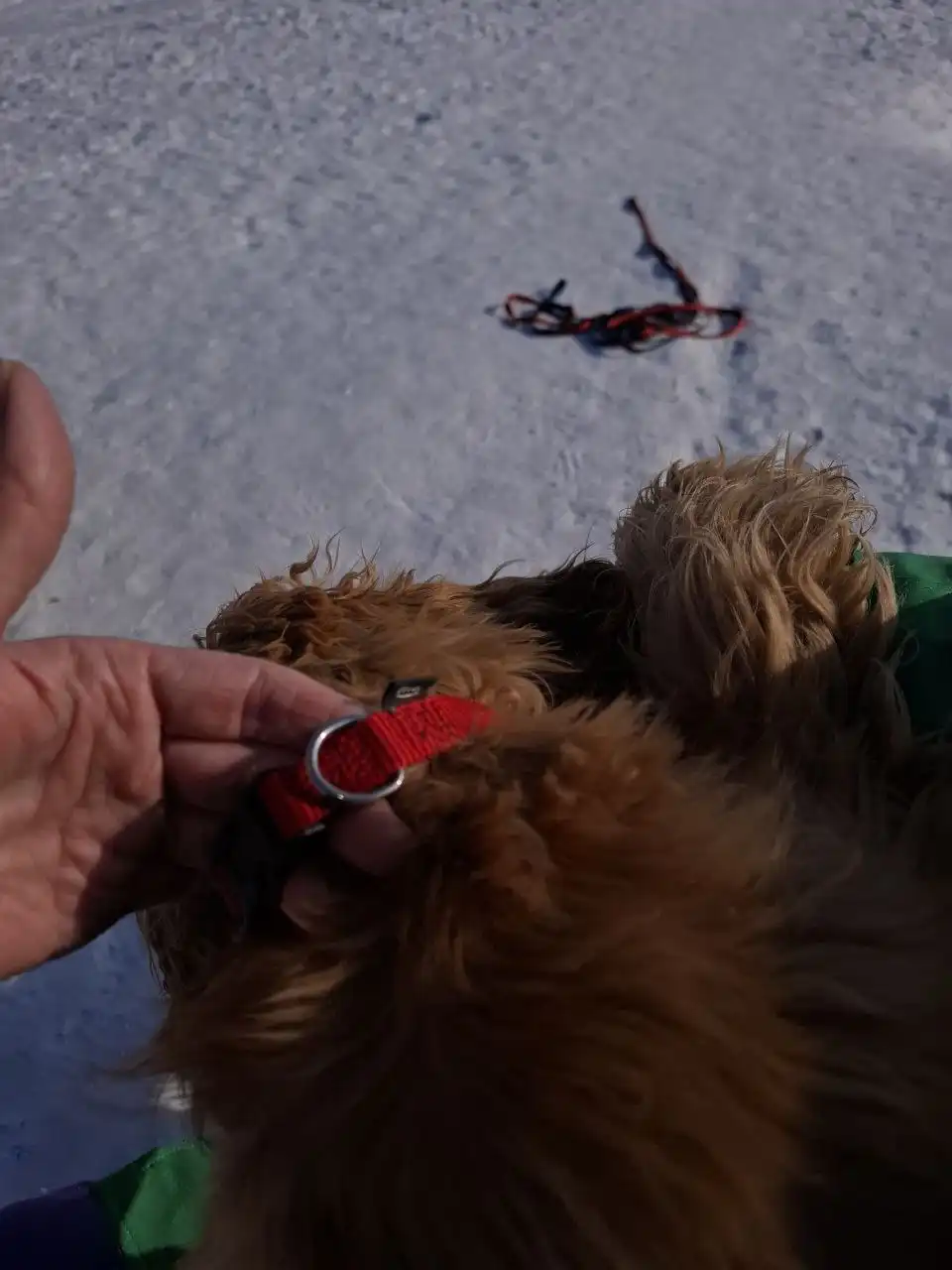 Найдена собака в Ново-Ленино - Собаки (Животные) в Ново-Ленино