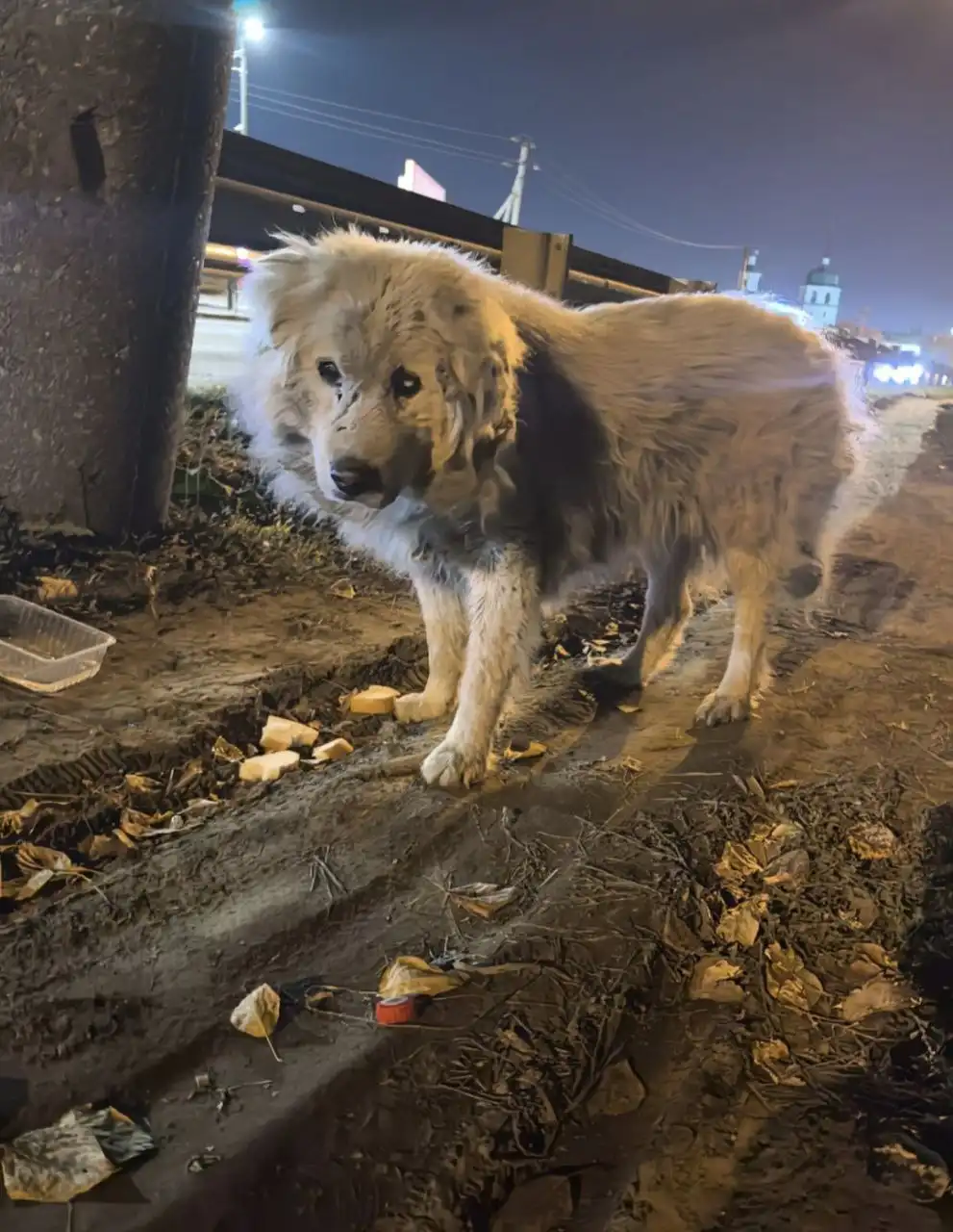 Информация о собаке НОРДИК - Собаки (Животные) в Иркутск