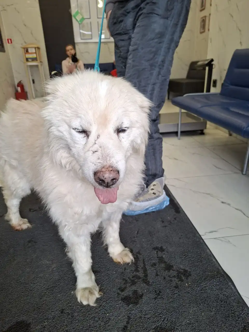 Информация о собаке НОРДИК - Собаки (Животные) в Иркутск