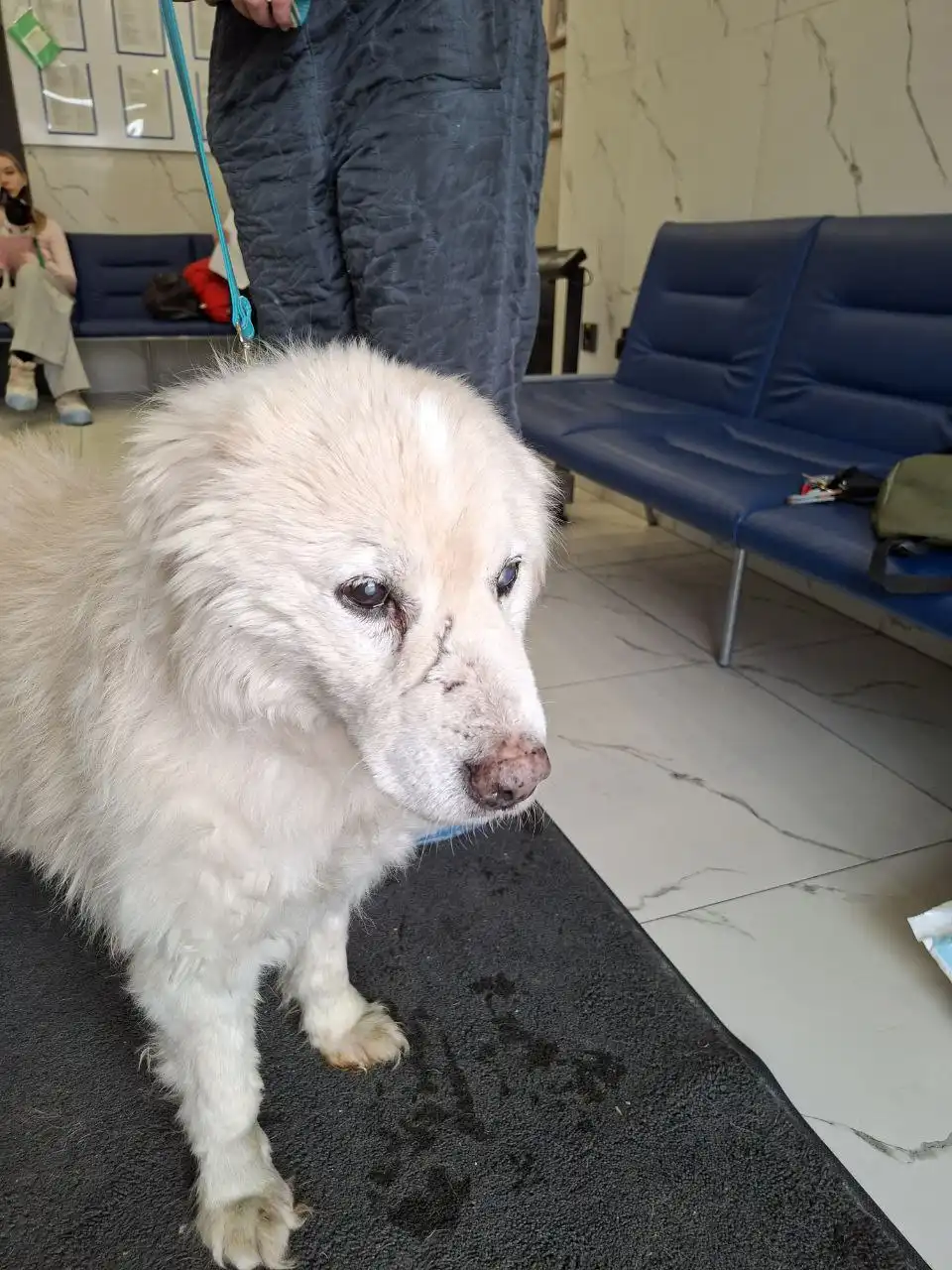 Информация о собаке НОРДИК - Собаки (Животные) в Иркутск