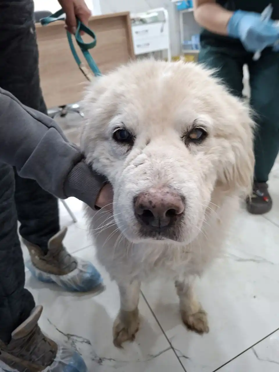 Информация о собаке НОРДИК - Собаки (Животные) в Иркутск