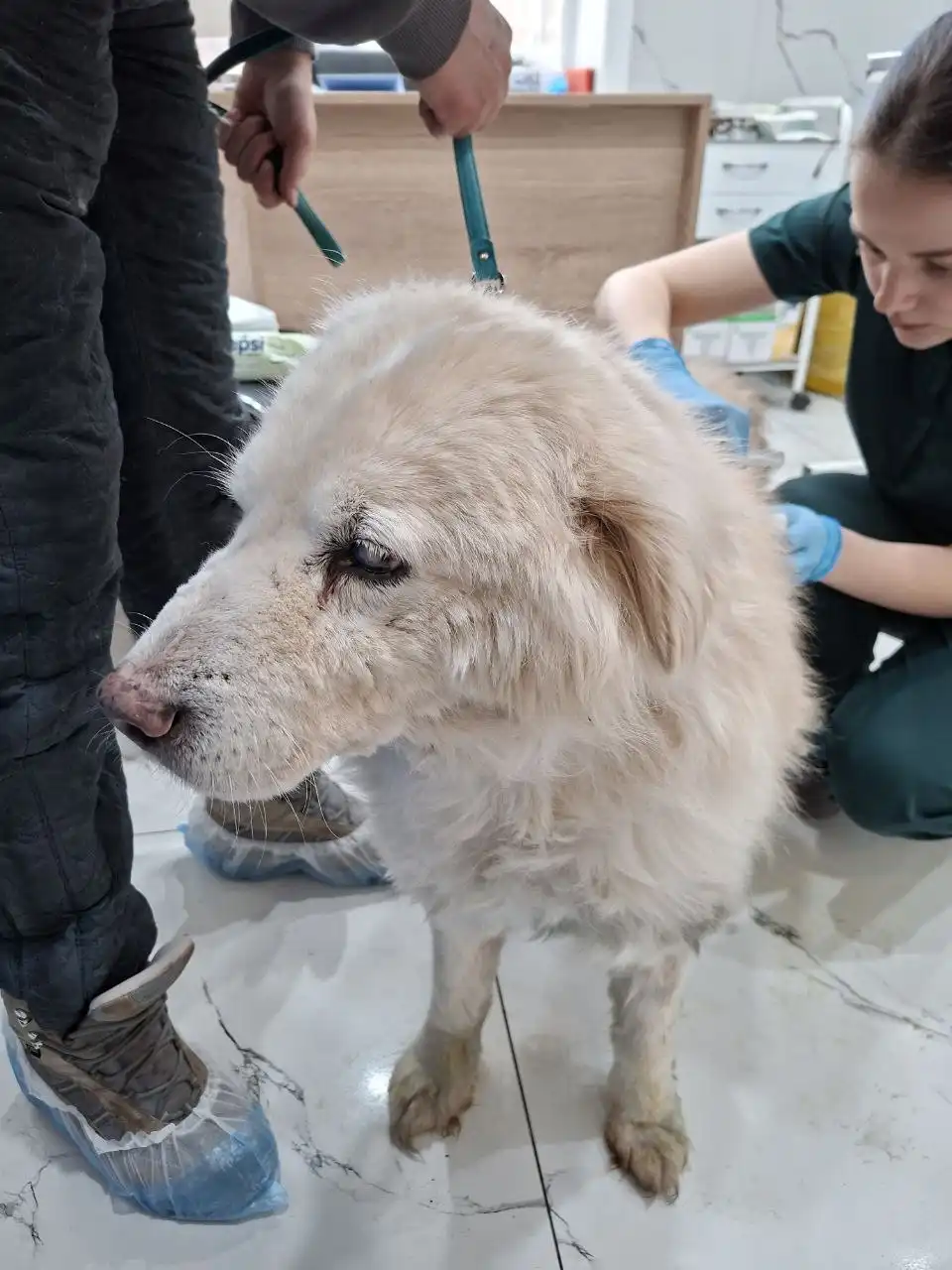 Информация о собаке НОРДИК - Собаки (Животные) в Иркутск