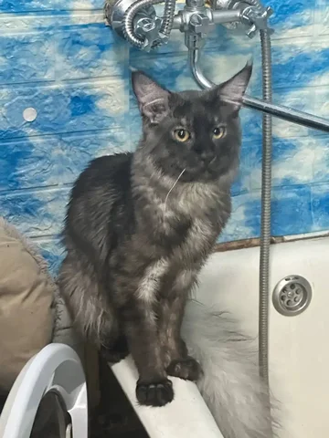 Потерялся кот в Иркутске - Животные в Иркутск