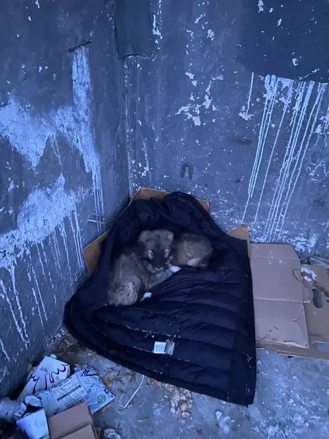 Найдены щенята на мусорке в Иркутске - Собаки в Иркутск