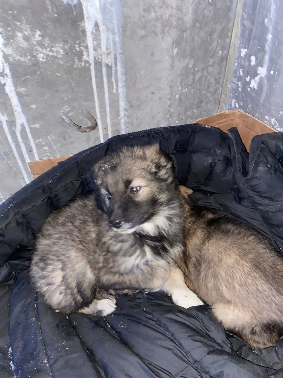 Найдены щенята на мусорке в Иркутске - Собаки (Животные) в Иркутск