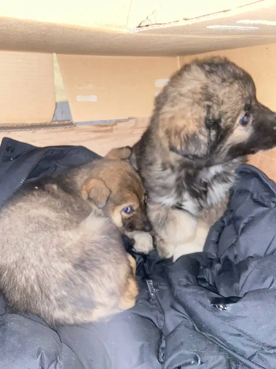 Найдены щенята на мусорке в Иркутске - Собаки (Животные) в Иркутск