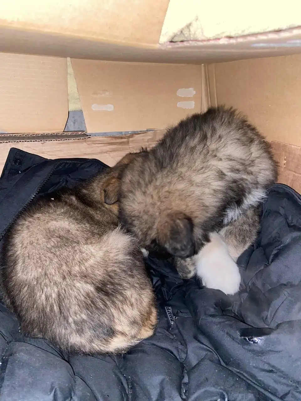 Найдены щенята на мусорке в Иркутске - Собаки (Животные) в Иркутск